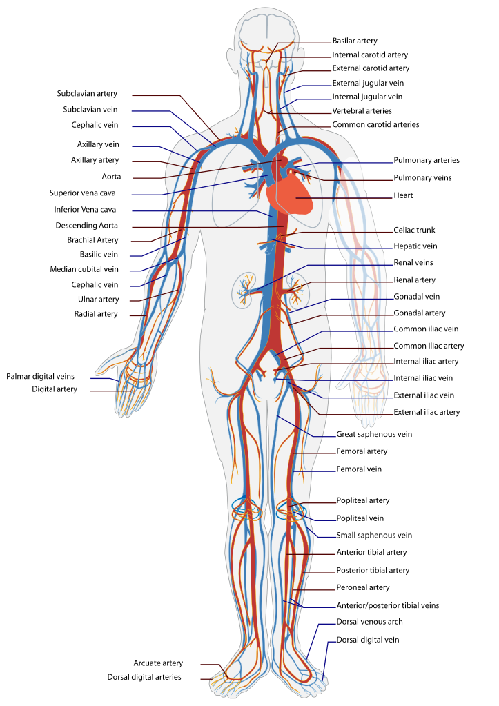 circulatory
