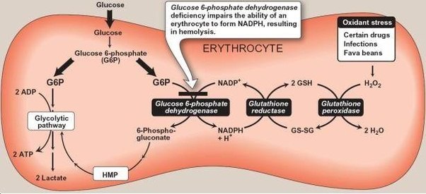 metabolism