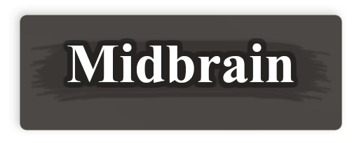 midbrain