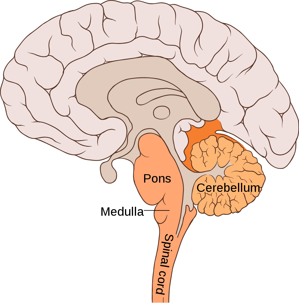 hindbrain