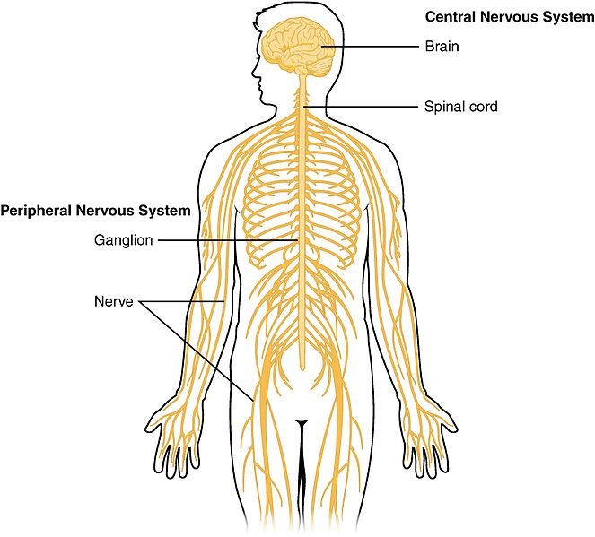 CNS pic