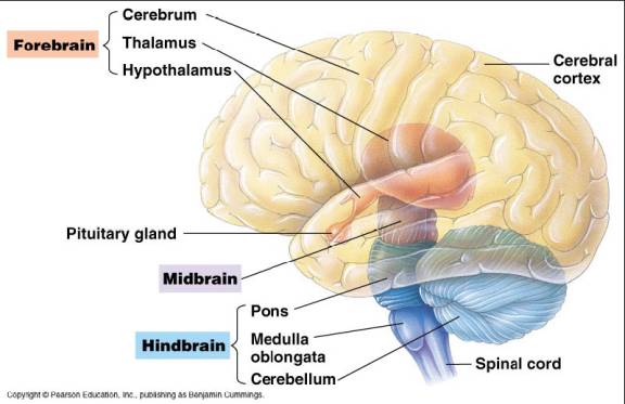 brain