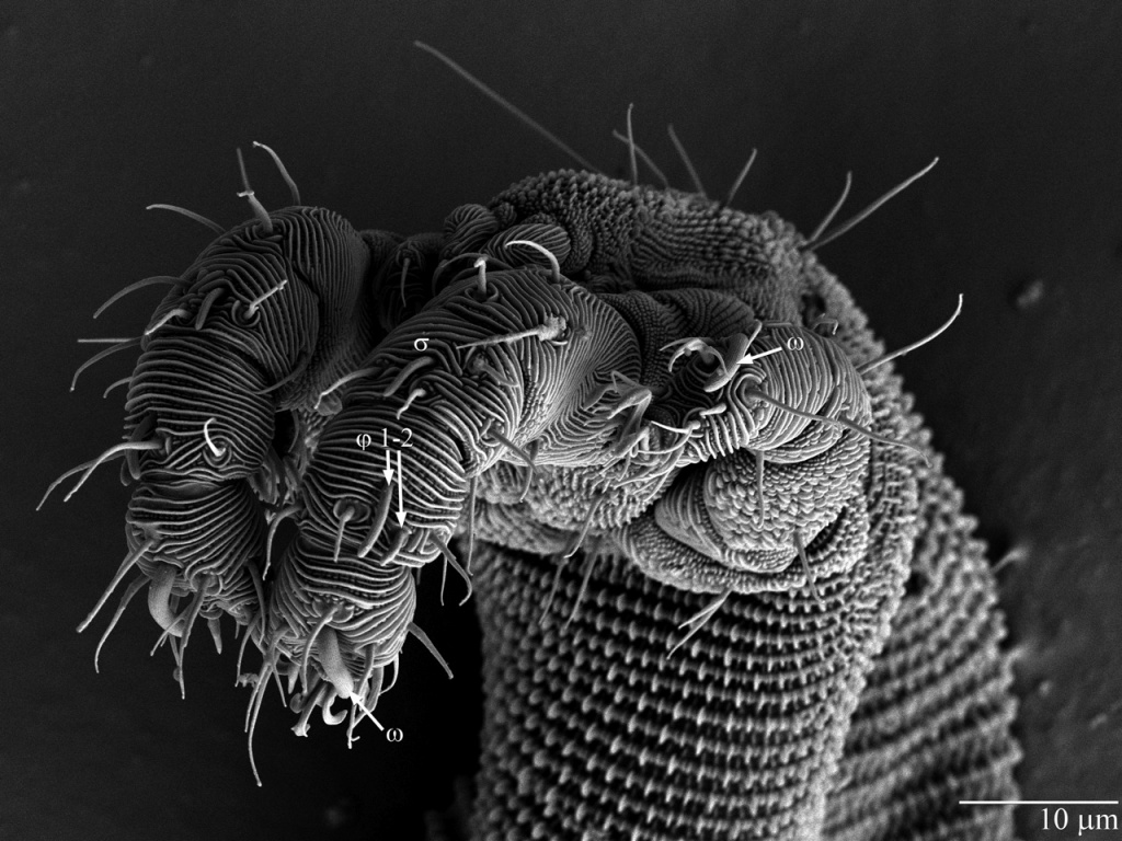 Parasite